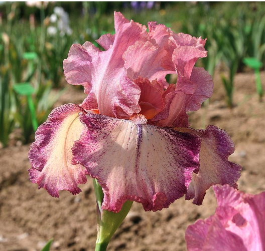 Iris Plicata